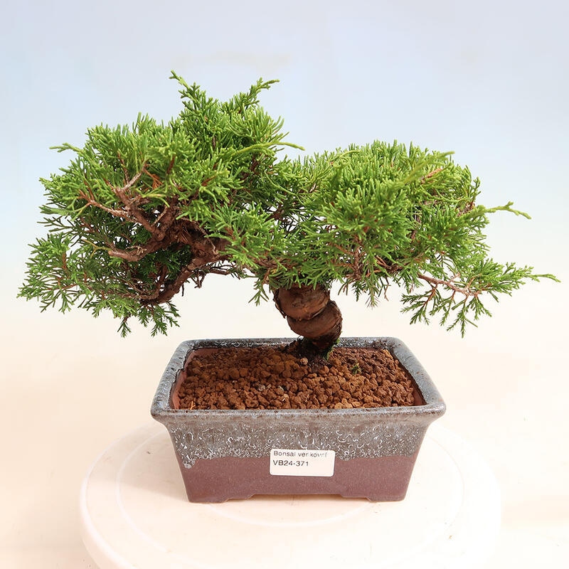 Vonkajší bonsai - Juniperus chinensis Itoigawa -Jalovec čínsky