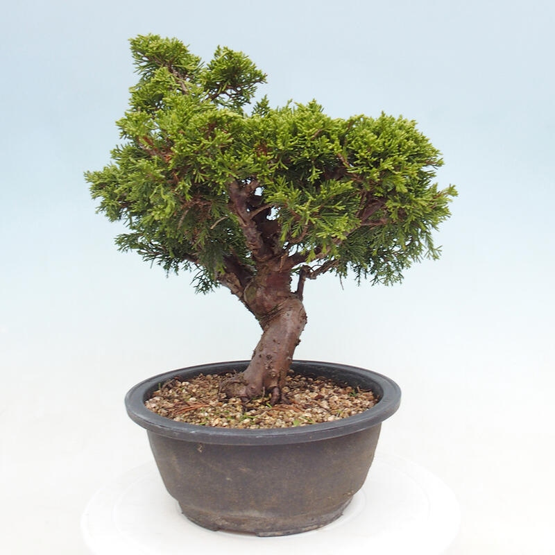 Vonkajší bonsai - Juniperus chinensis Itoigawa -Jalovec čínsky