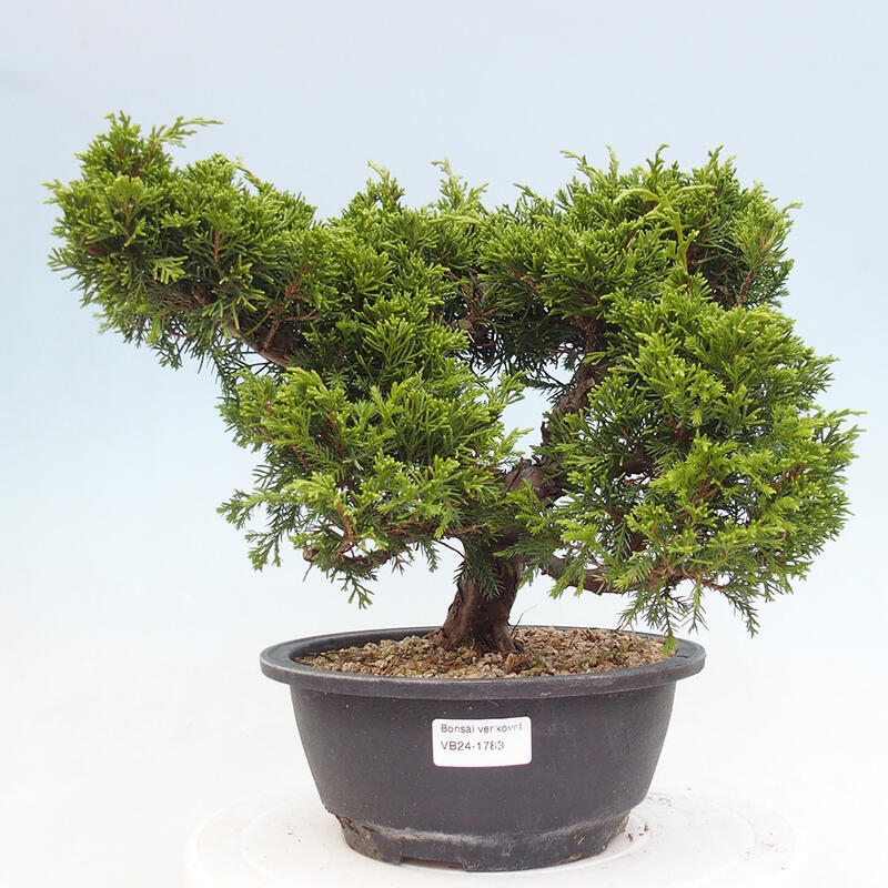 Vonkajší bonsai - Juniperus chinensis Itoigawa -Jalovec čínsky