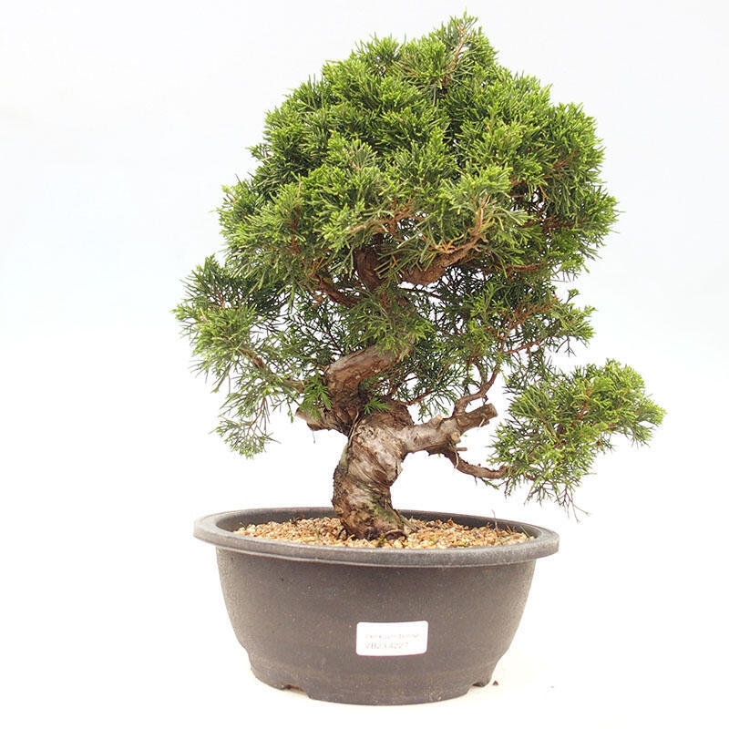 Vonkajšie bonsai - Juniperus chinensis Itoigawa-Jalovec čínsky