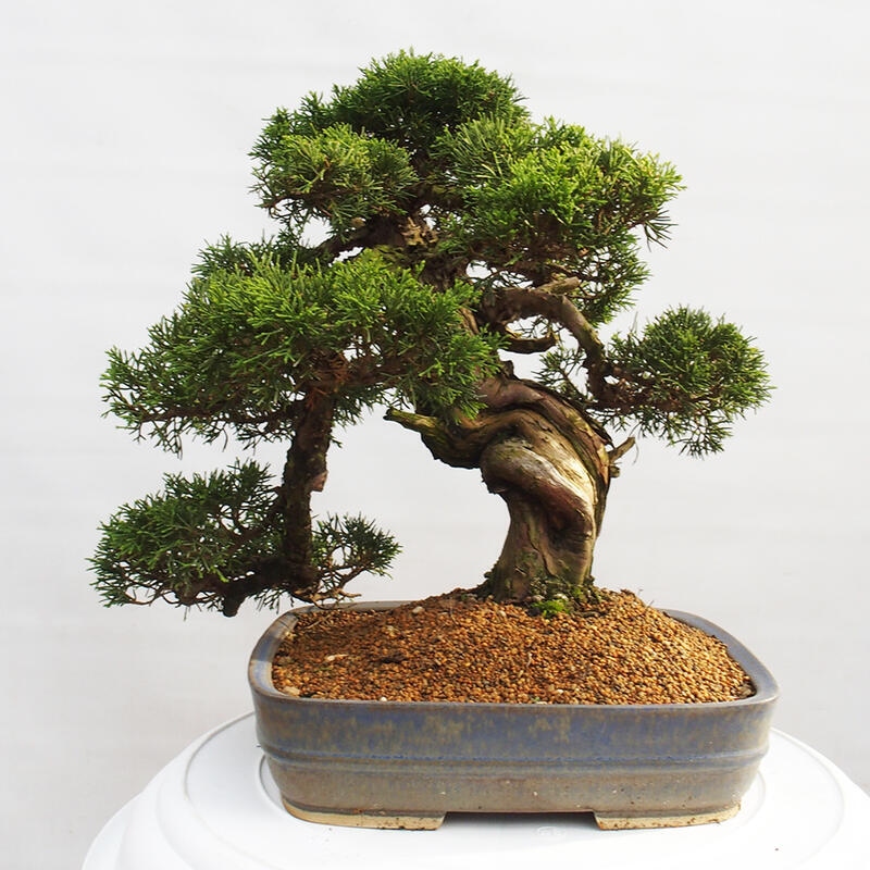 Vonkajší bonsai - Juniperus chinensis Itoigawa -Jalovec čínsky