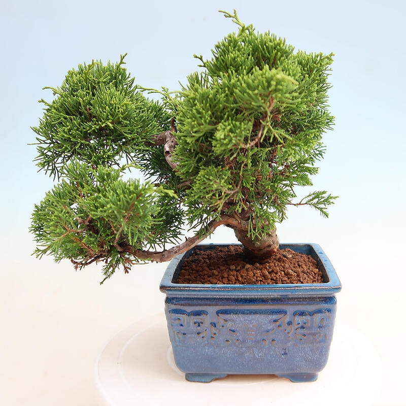 Vonkajší bonsai - Juniperus chinensis Itoigawa -Jalovec čínsky