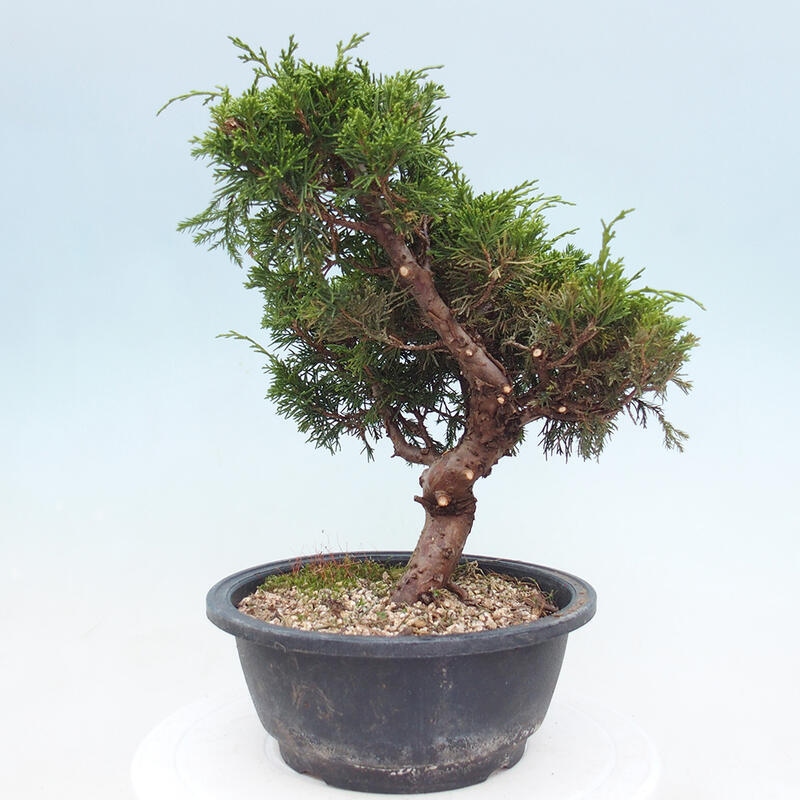 Vonkajší bonsai - Juniperus chinensis Itoigawa -Jalovec čínsky