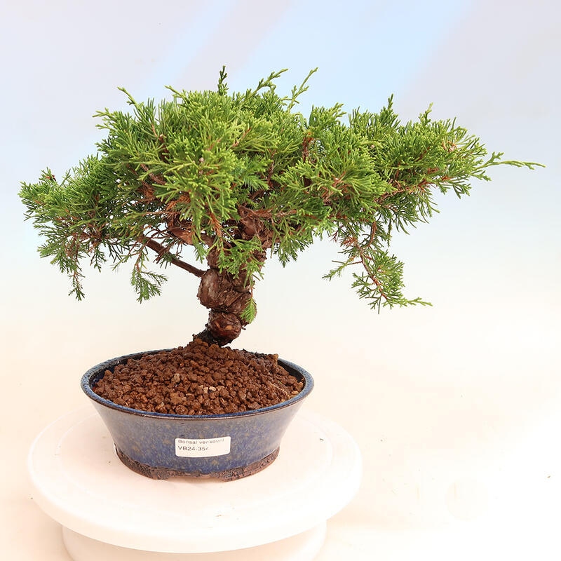 Vonkajší bonsai - Juniperus chinensis Itoigawa -Jalovec čínsky