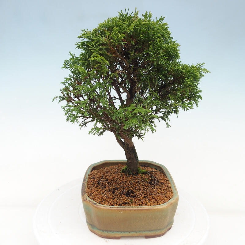 Vonkajší bonsai - Juniperus chinensis Itoigawa -Jalovec čínsky