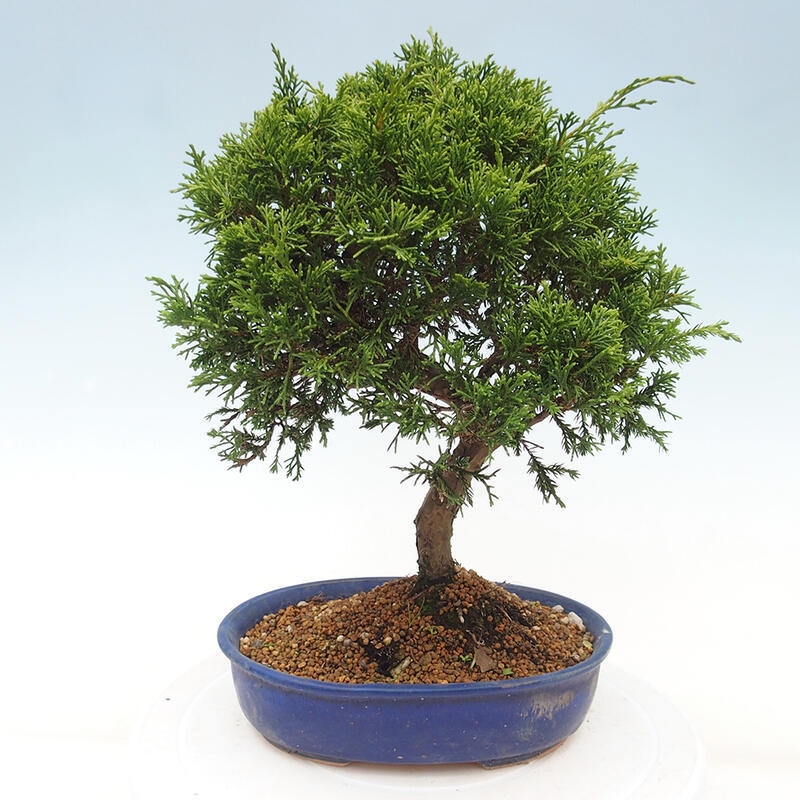 Vonkajší bonsai - Juniperus chinensis Itoigawa -Jalovec čínsky