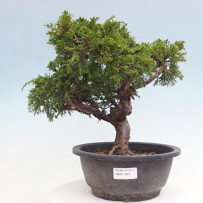 Vonkajší bonsai - Juniperus chinensis Itoigawa -Jalovec čínsky