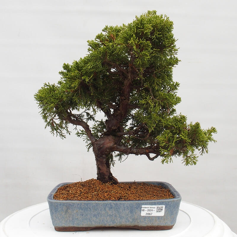 Vonkajší bonsai - Juniperus chinensis Itoigawa -Jalovec čínsky