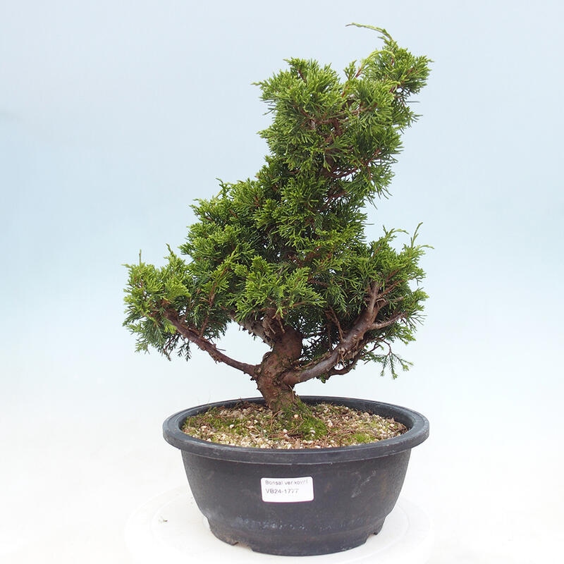 Vonkajší bonsai - Juniperus chinensis Itoigawa -Jalovec čínsky