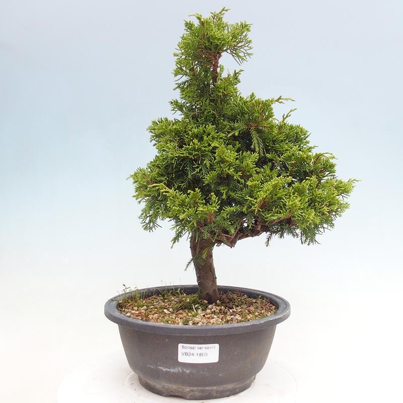 Vonkajší bonsai - Juniperus chinensis Itoigawa -Jalovec čínsky