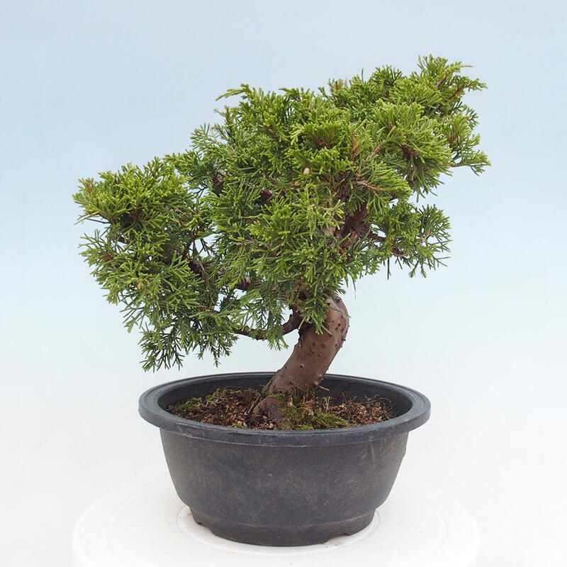 Vonkajší bonsai - Juniperus chinensis Itoigawa -Jalovec čínsky