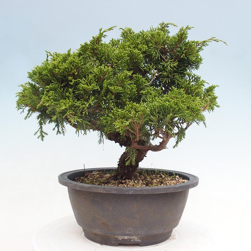 Vonkajší bonsai - Juniperus chinensis Itoigawa -Jalovec čínsky