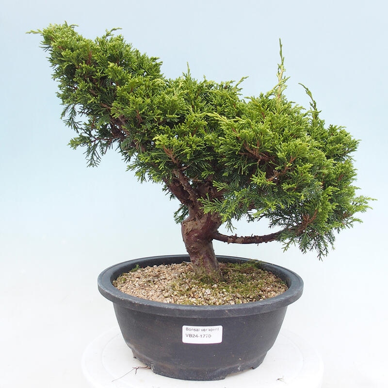 Vonkajší bonsai - Juniperus chinensis Itoigawa -Jalovec čínsky