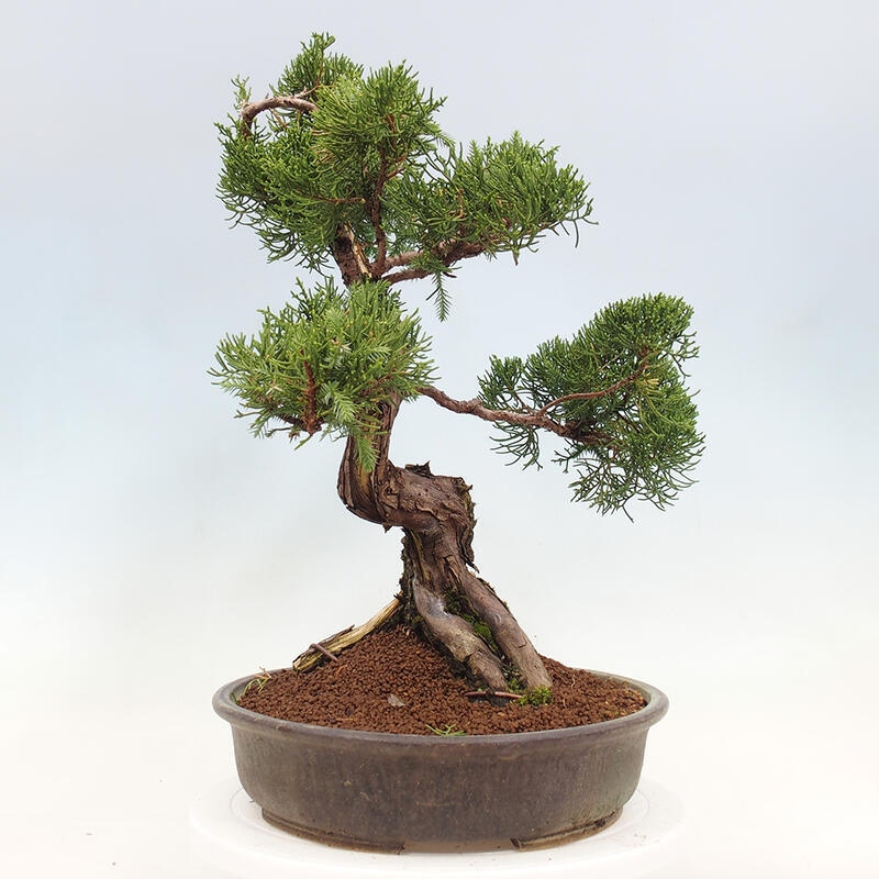 Vonkajší bonsai - Juniperus chinensis Itoigawa-Jalovec čínsky