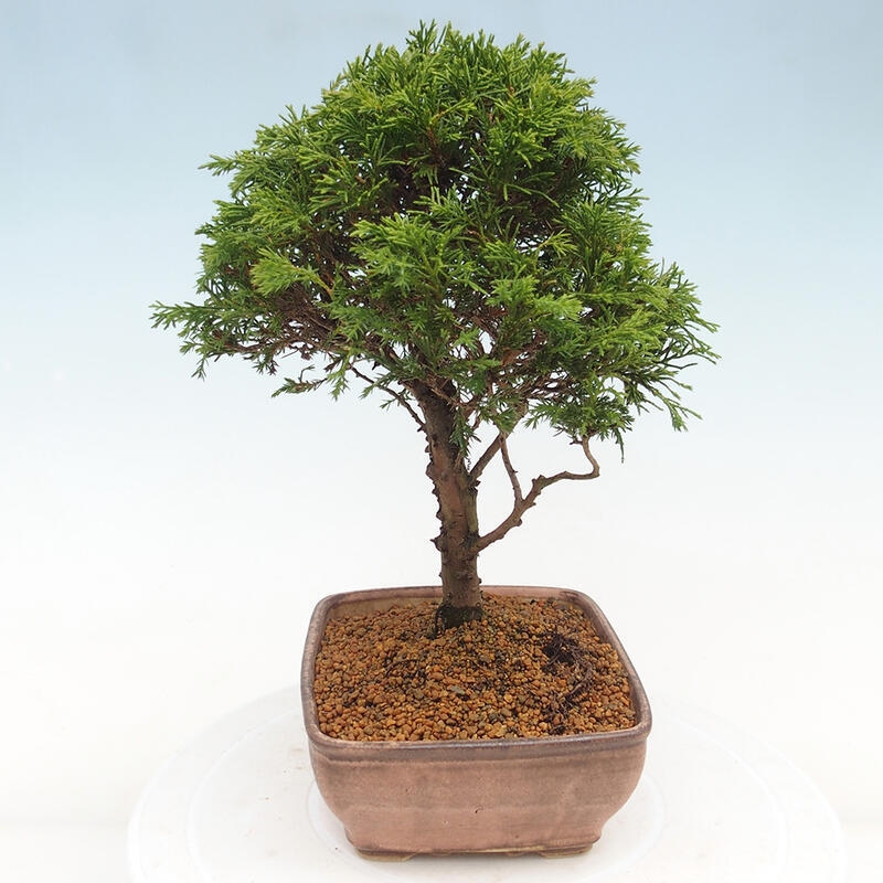 Vonkajší bonsai - Juniperus chinensis Itoigawa -Jalovec čínsky