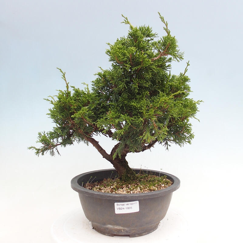 Vonkajší bonsai - Juniperus chinensis Itoigawa -Jalovec čínsky