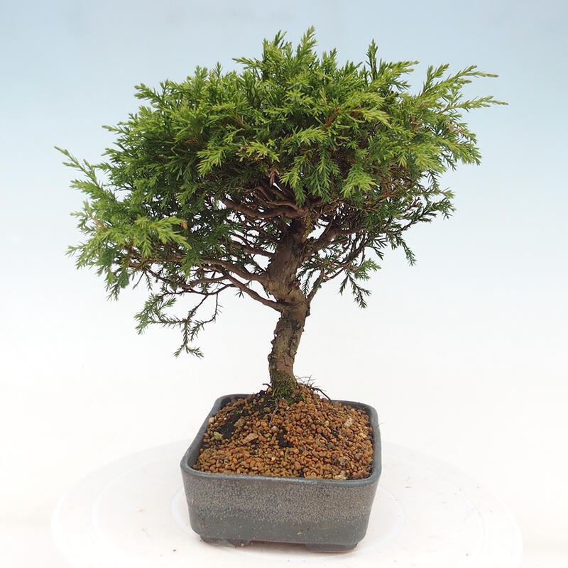 Vonkajší bonsai - Juniperus chinensis Itoigawa -Jalovec čínsky