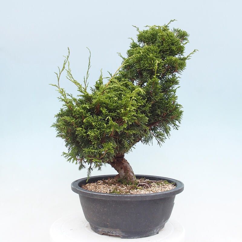 Vonkajší bonsai - Juniperus chinensis Itoigawa -Jalovec čínsky