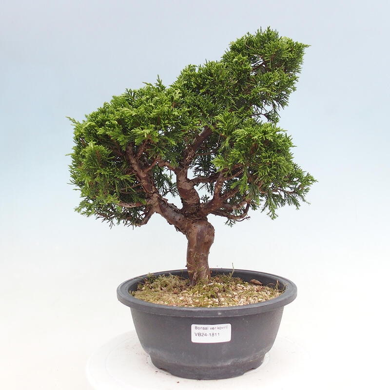 Vonkajší bonsai - Juniperus chinensis Itoigawa -Jalovec čínsky