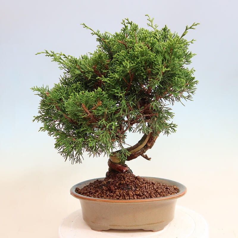 Vonkajší bonsai - Juniperus chinensis Itoigawa -Jalovec čínsky