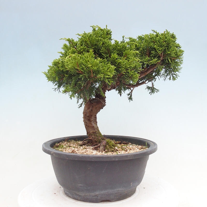 Vonkajší bonsai - Juniperus chinensis Itoigawa -Jalovec čínsky