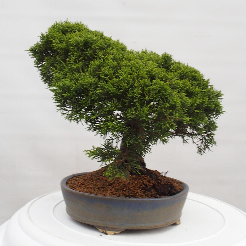 Vonkajší bonsai - Juniperus chinensis Itoigawa -Jalovec čínsky