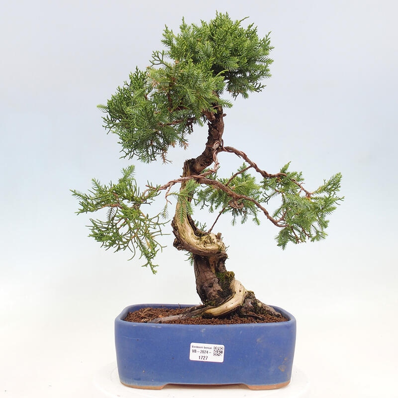 Vonkajší bonsai - Juniperus chinensis Itoigawa-Jalovec čínsky