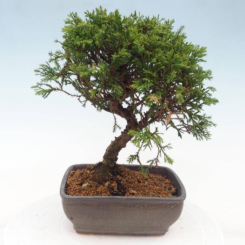 Vonkajší bonsai - Juniperus chinensis Itoigawa -Jalovec čínsky