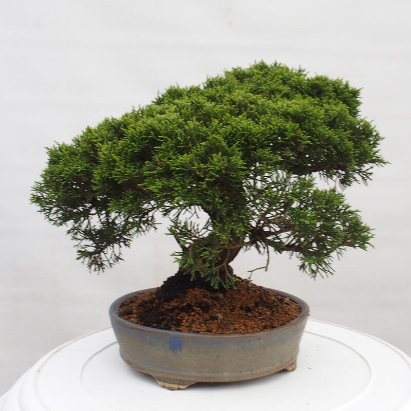 Vonkajší bonsai - Juniperus chinensis Itoigawa -Jalovec čínsky