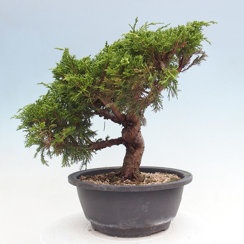 Vonkajší bonsai - Juniperus chinensis Itoigawa -Jalovec čínsky