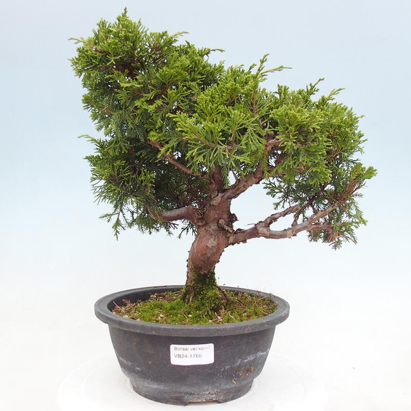 Vonkajší bonsai - Juniperus chinensis Itoigawa -Jalovec čínsky