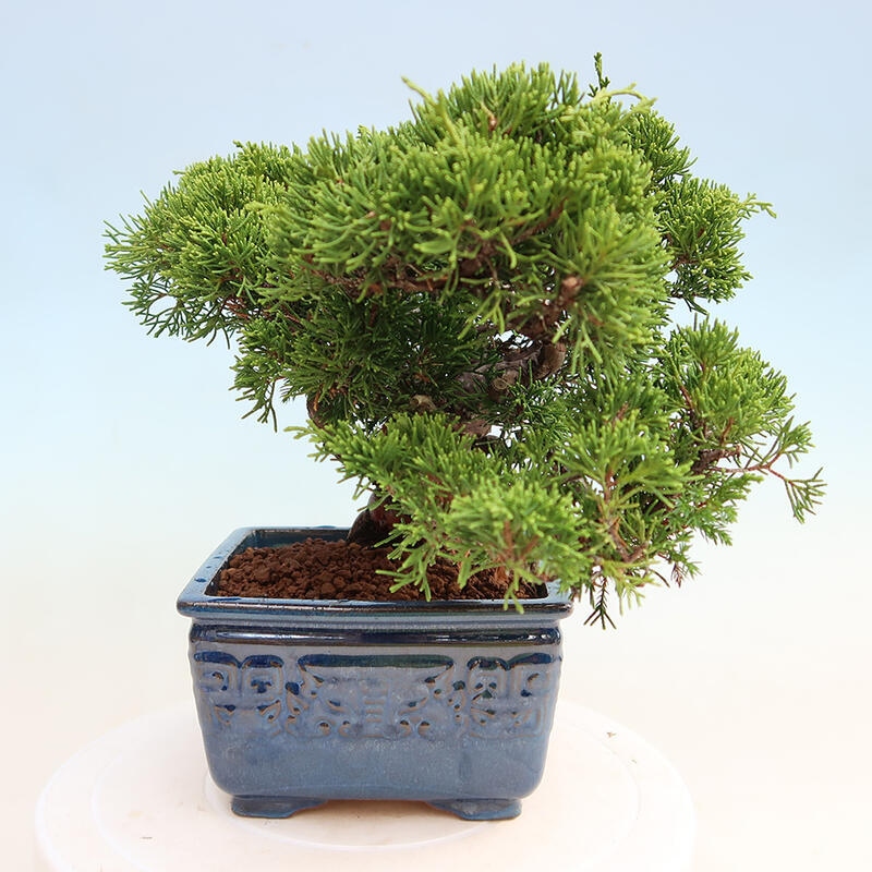 Vonkajší bonsai - Juniperus chinensis Itoigawa -Jalovec čínsky