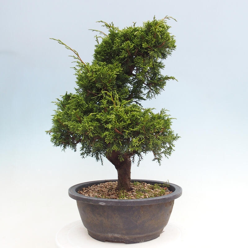 Vonkajší bonsai - Juniperus chinensis Itoigawa -Jalovec čínsky