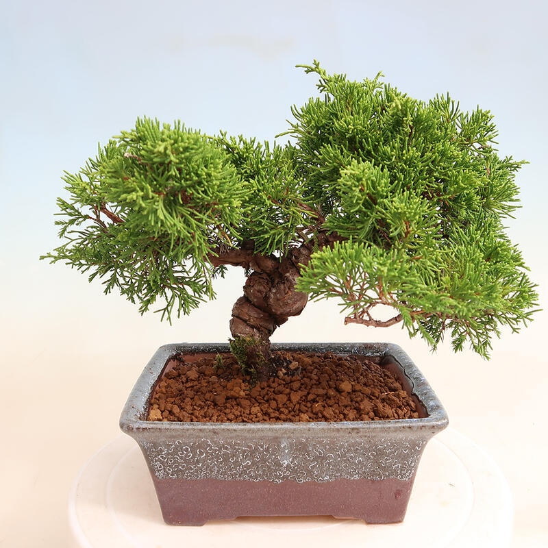 Vonkajší bonsai - Juniperus chinensis Itoigawa -Jalovec čínsky