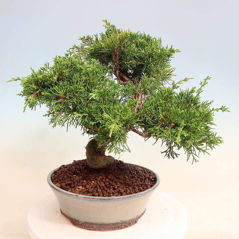 Vonkajší bonsai - Juniperus chinensis Itoigawa -Jalovec čínsky