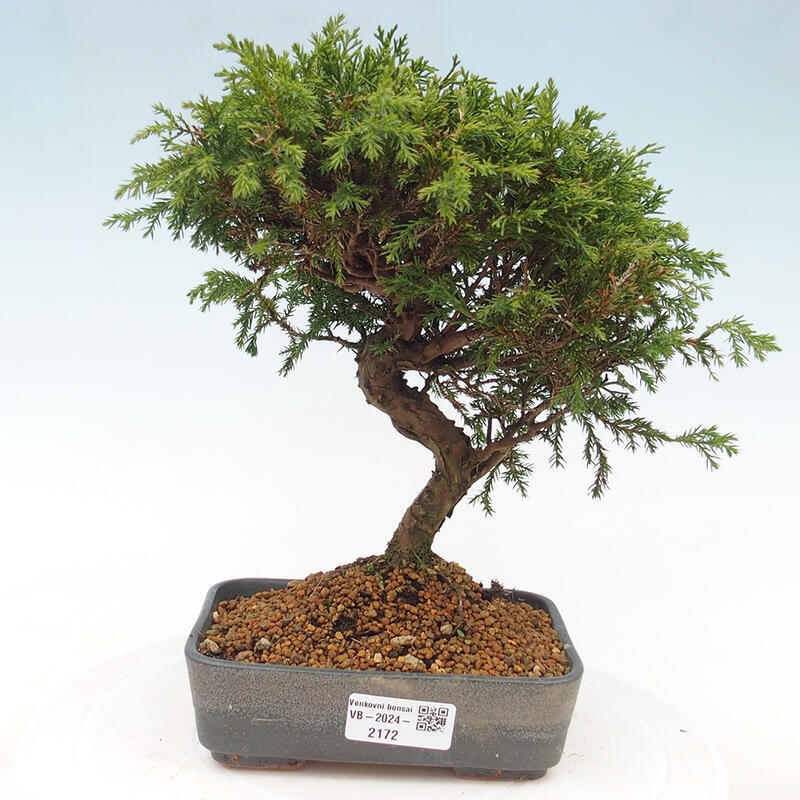 Vonkajší bonsai - Juniperus chinensis Itoigawa -Jalovec čínsky