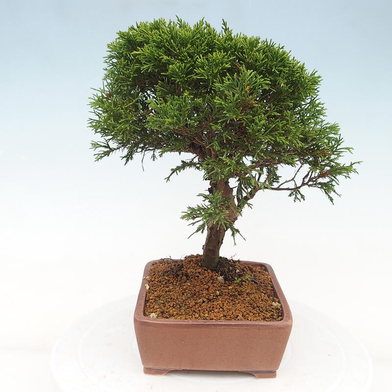 Vonkajší bonsai - Juniperus chinensis Itoigawa -Jalovec čínsky