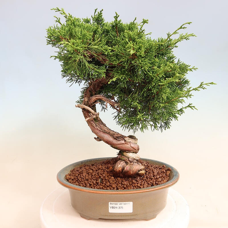 Vonkajší bonsai - Juniperus chinensis Itoigawa -Jalovec čínsky