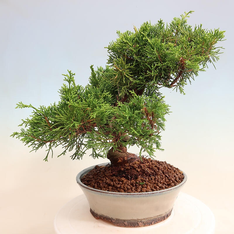 Vonkajší bonsai - Juniperus chinensis Itoigawa -Jalovec čínsky