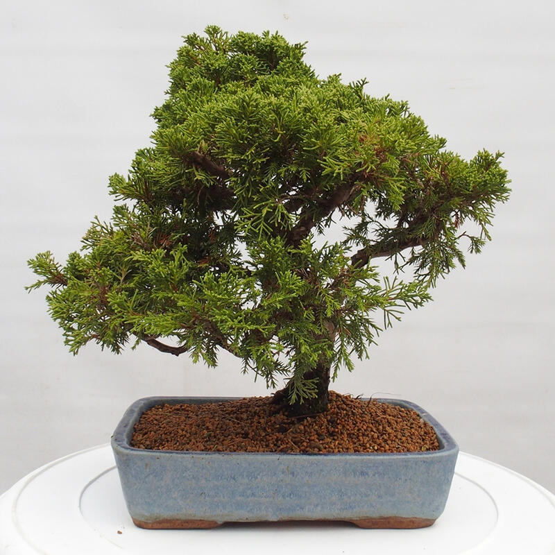 Vonkajší bonsai - Juniperus chinensis Itoigawa -Jalovec čínsky