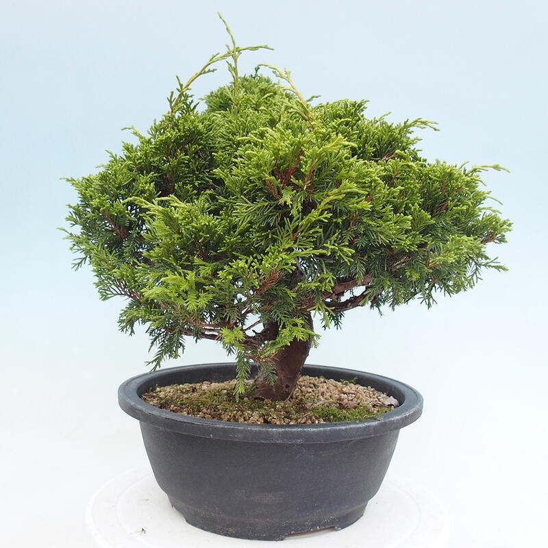 Vonkajší bonsai - Juniperus chinensis Itoigawa -Jalovec čínsky