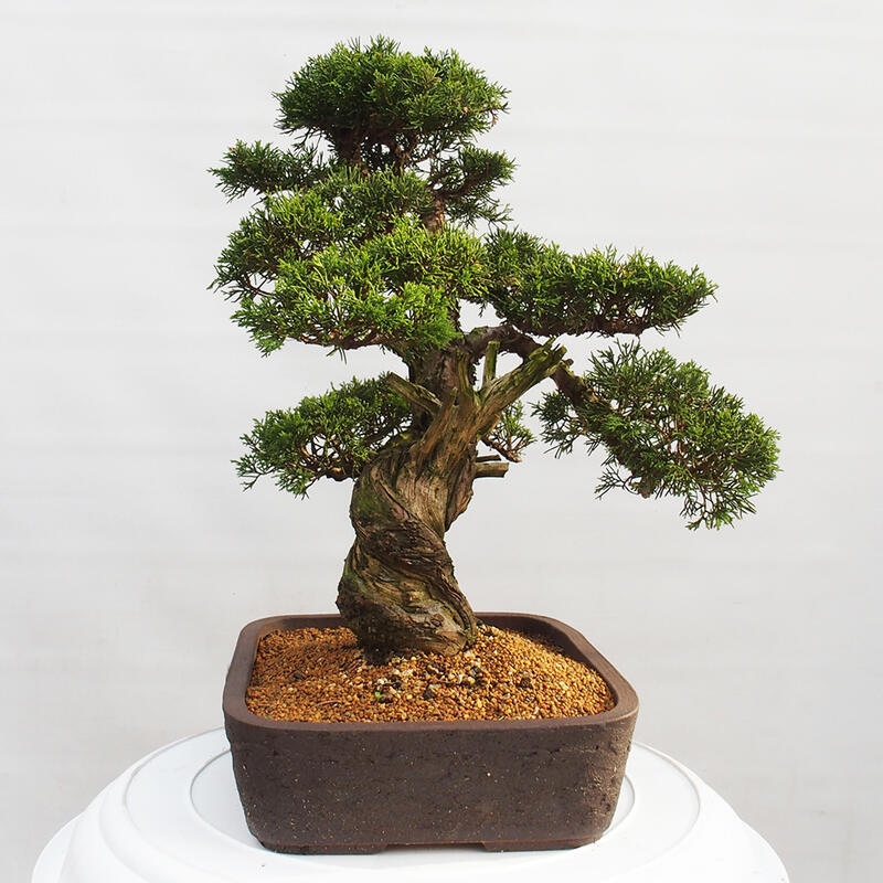 Vonkajší bonsai - Juniperus chinensis Itoigawa -Jalovec čínsky