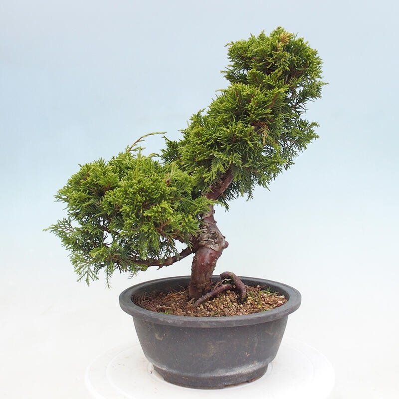 Vonkajší bonsai - Juniperus chinensis Itoigawa -Jalovec čínsky