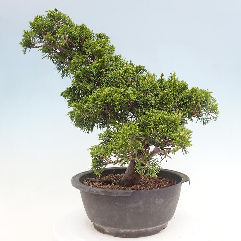 Vonkajší bonsai - Juniperus chinensis Itoigawa -Jalovec čínsky