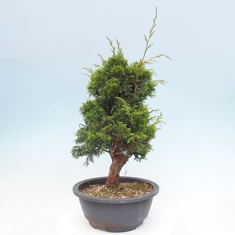 Vonkajší bonsai - Juniperus chinensis Itoigawa -Jalovec čínsky