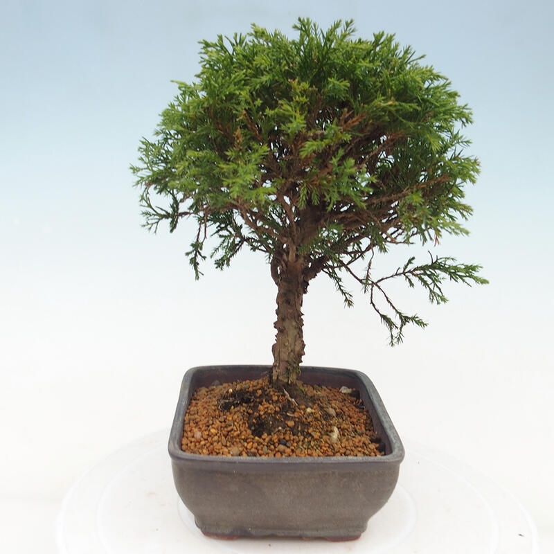 Vonkajší bonsai - Juniperus chinensis Itoigawa -Jalovec čínsky