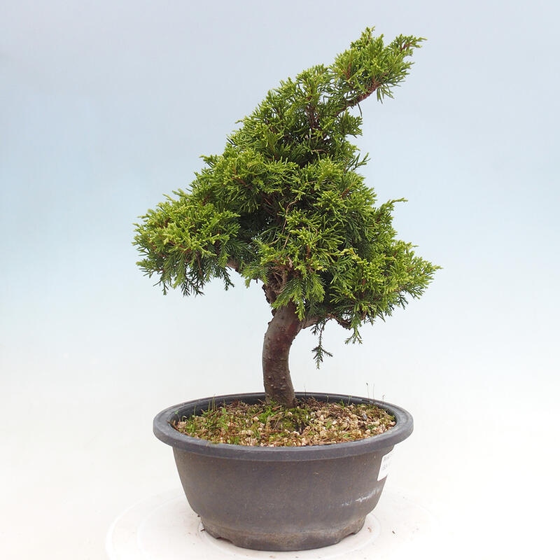 Vonkajší bonsai - Juniperus chinensis Itoigawa -Jalovec čínsky