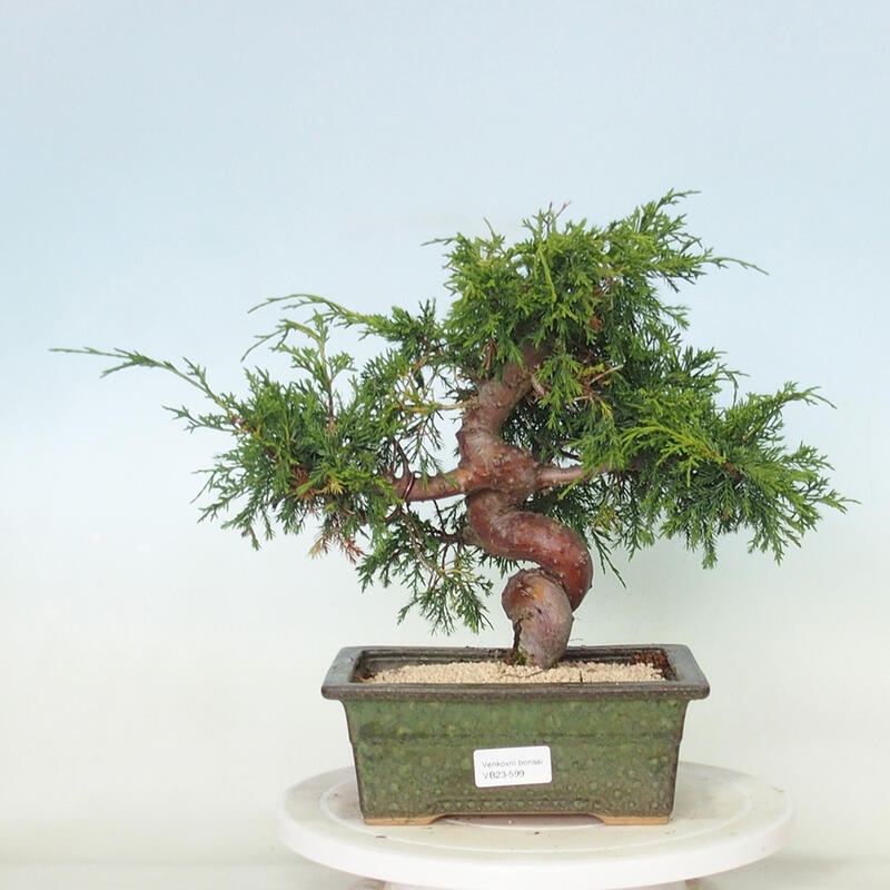 Vonkajší bonsai - Juniperus chinensis Itoigawa -Jalovec čínsky