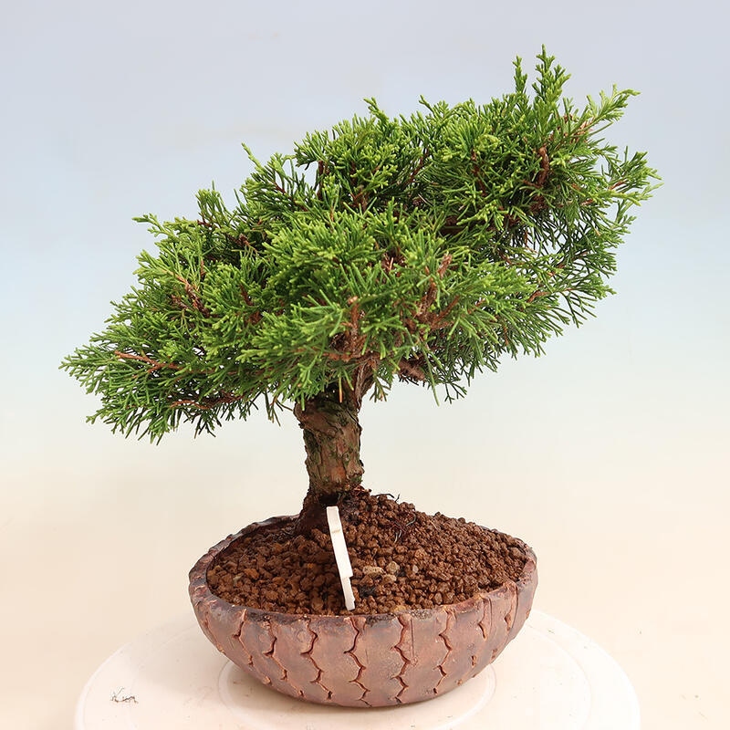 Vonkajší bonsai - Juniperus chinensis Itoigawa -Jalovec čínsky