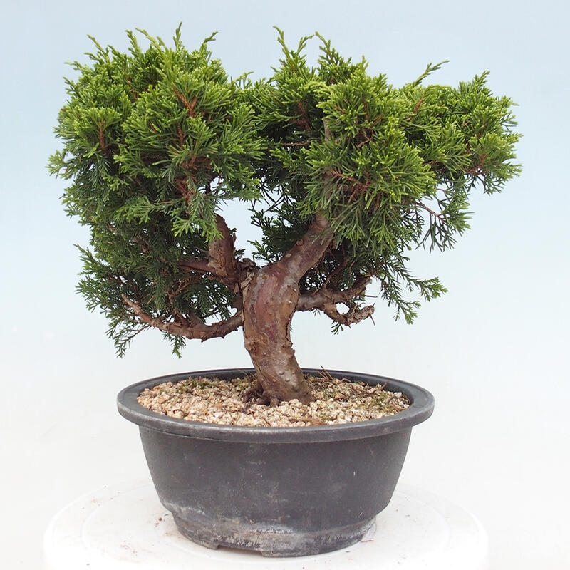 Vonkajší bonsai - Juniperus chinensis Itoigawa -Jalovec čínsky